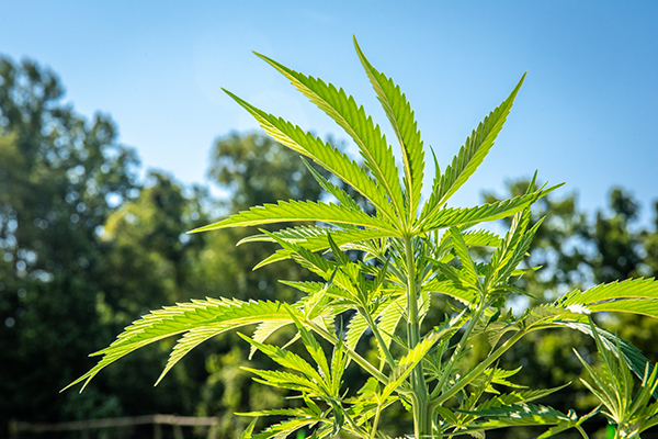 Industrial Hemp (Cannabis sativa) being grown in Queenstown, MD USA, photo by Edwin Remsberg