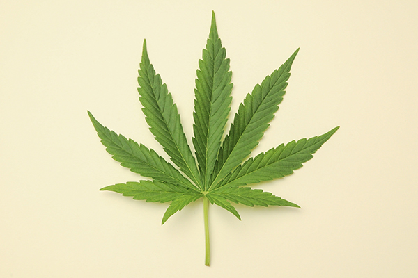 Cannabis leaf, photo by underworld/Adobe Stock