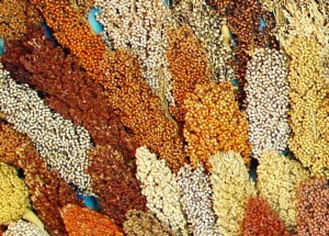 Panicle diversity sorghum millet