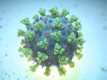 A computer image shows a model structurally representative of a betacoronavirus which is the type of virus linked to COVID-19, image by NEXU Science Communication via Reuters 