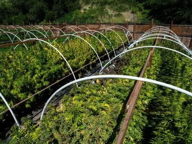 A cannabis farm in eastern Washington state