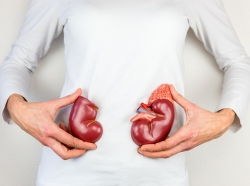 Person holding a model of human kidneys
