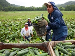 Migrant workers load cucumbers into a truck in Blackwater, Virginia
