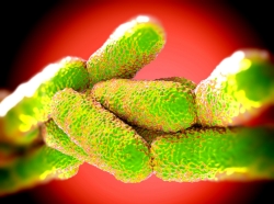 Legionella pneumophila bacteria