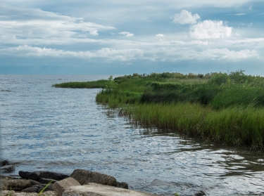 Louisiana marsh scene, north shore of Lake Pontchartrain
