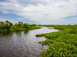 New Orleans Lush Swamp Greenery