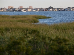 Wetlands in the Jamaica Bay Wildlife Refuge, with houses in the background.