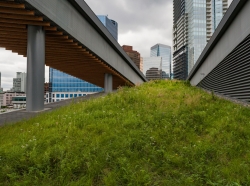 An urban green roof for stormwater management. Photo by RonTech2000 / Getty Images