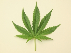 Cannabis leaf, photo by underworld/Adobe Stock