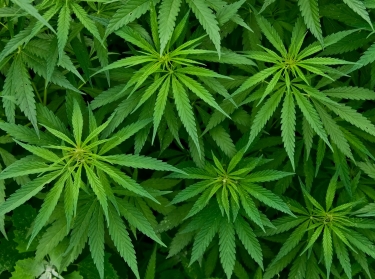 Bright green marijuana plants
