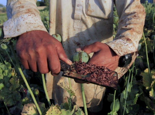 Raw opium from a poppy head is seen at a farmer's field on the outskirts of Jalalabad, Afghanistan, April 28, 2015