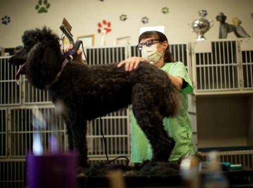 Lisa Rowland, owner of Dog's Best Friend, trims the coat of a poodle, in Pasadena, California, May 21, 2020