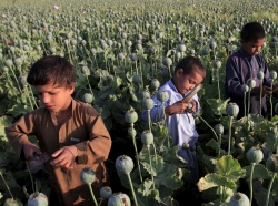 Afghan children gather raw opium in a poppy field on the outskirts of Jalalabad, April 28, 2015