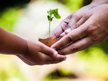 Child and adult hands holding a plant in an egg shell
