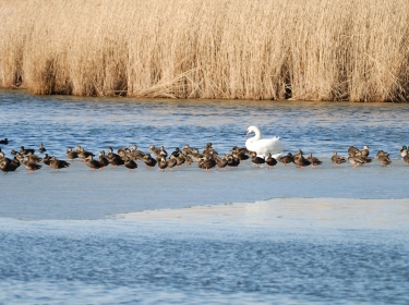 Ducklings and a swan gather on a sandbank in the Jamaica Bay neighborhood of New York City