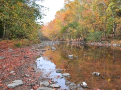 A stream runs through the woods in autumn