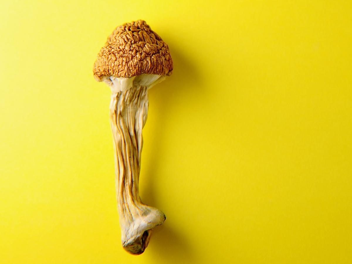 Magic Mushrooms Are Most-Used Psychedelic Drug; As States Change Laws, Federal Policymakers Face Urgent Questions