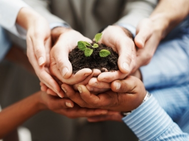 Hands holding seedling in a group