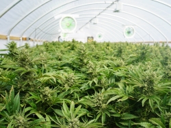 Large indoor marijuana legal recreational commercial growing operation