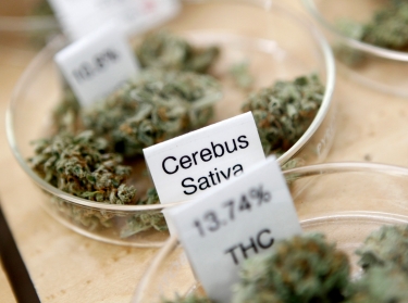 Strains of marijuana and their THC potency ratings are shown for sale at the Harborside Health Clinic in Oakland, California, June 30, 2010