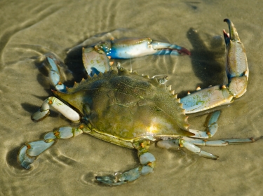 Blue crab in the Gulf of Mexico, photo by MeliaMuse/Getty Images