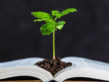 Plant growing out of a book, photo by beeboys/Adobe Stock