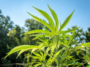 Industrial Hemp (Cannabis sativa) being grown in Queenstown, MD USA