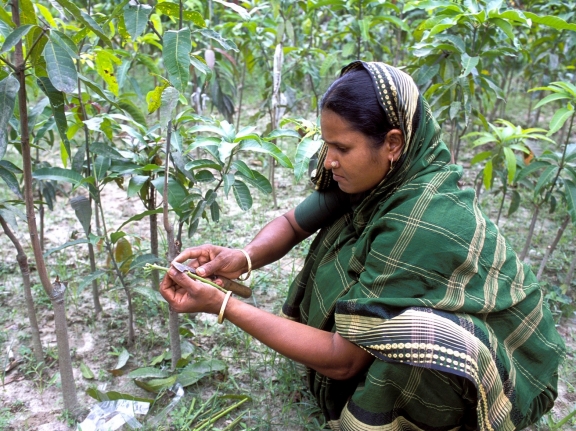Woman working on TMSS supported, WB funded cucumber farming project